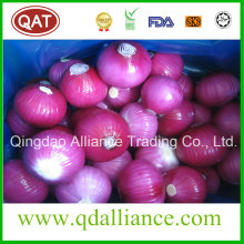 Fresh Purple Red White Onion with None GMO
